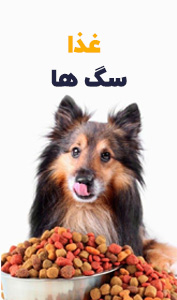 غذا سگ