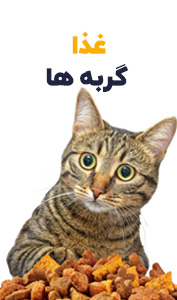 غذا گربه