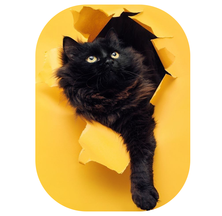 cate