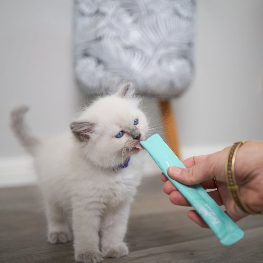 همه چیز در مورد بستنی گربه…